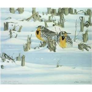   After The Blizzard Western Meadowlarks Artists Proof