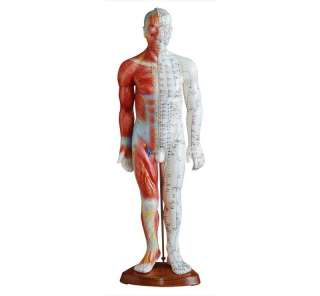 2FT TALL ACUPUNCTURE MALE MANNEQUIN W/MUSCLES +BASE  