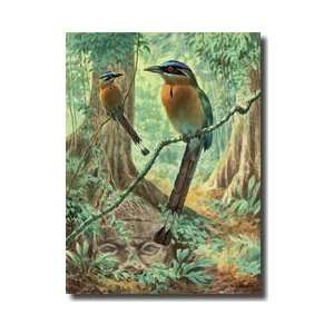   Motmots Are Perched On Jungle Vines Giclee Print