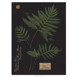 Sensitive Fern by Brian Foster 13x17 