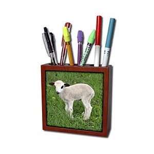   Lamb   animal, ewe, farmyard, flock, herd, lamb, lambs   Tile Pen