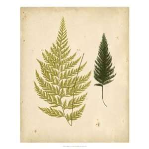  Cottage Ferns I   Poster by E.J. Lowe (18x22)
