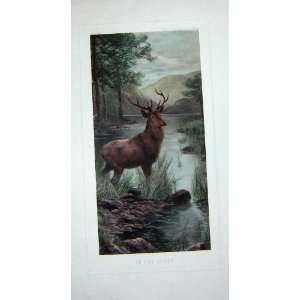    Large Colour Print Nature Stag Deer Mountains River