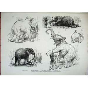  1882 Jumbo African Elephant Zoological Gardens Print