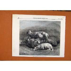 Sheep Bonheur C1855 Illustrated London News Print