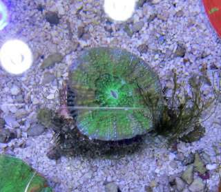 WYSIWYG Green Nano Scolymia Live Coral  