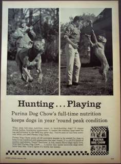 1965 Purina Dog Chow hunting dog vintage dog food ad  