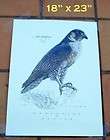 peregrine falcon  