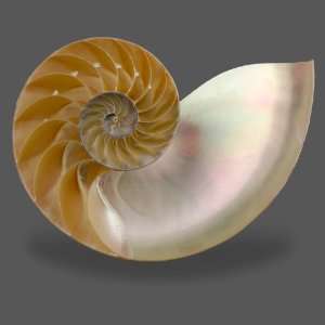  Chambered Nautilus Shell Half Cut 