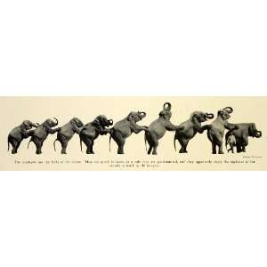  1932 Print Circus Trained Elephant Performance Routine 