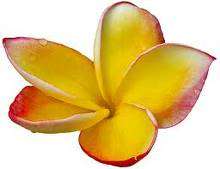 PLUMERIA ♥ Fragrance Oil PURE Amber Glass FREE SHIP Soap/Candles 
