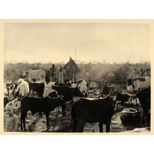 1930 Africa Nuer Cattle Kraal Sudan Hugo A. Bernatzik   Original 