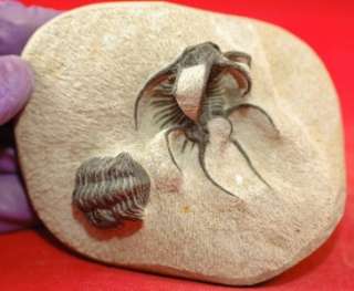 AMAZING CERATARGES AND HALF PHACOPS TRILOBITE FROM MOROCCO  