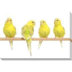 Yellow Budgie Birds Oversized Gallery Wrapped Canvas  