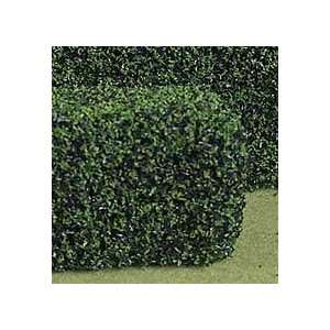  Miniature Squeeze Me Evergreen Hedge   3 x 24 sold at 