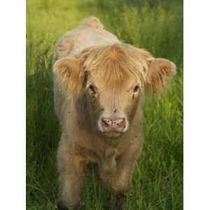  Scottish Highland Cattle Calf in Schenectady, Ny Stretched 