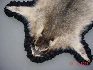 RACCOON RUG FUR for LOG CABIN DECOR or Game/sports room  