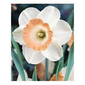  Daffodil   Large Cup   Pink Charm Patio, Lawn & Garden
