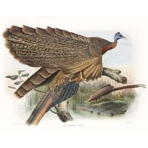Daniel Giraud Elliots Pheasants (Phasianidae) 1 012 Argusianus Grayii 