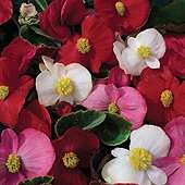 Begonia semperflorens Lotto Mixed   Part of the Alan Titchmarsh 