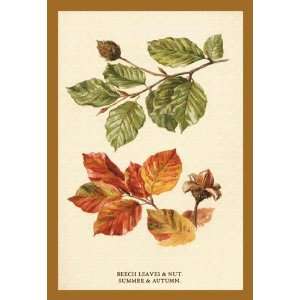   The Beech Leaves & Nut 12x18 Giclee on canvas