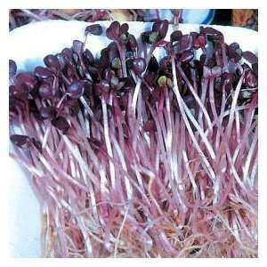  Radish Sango Sprouting 1250 Seeds   Color & Tangy Taste 
