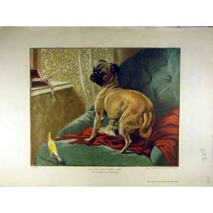  1884 Steffeck Yellow Bird Dog Old Print Animal