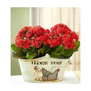   by 1800Flowers   Country French Hens Kalanchoe Patio, Lawn & Garden