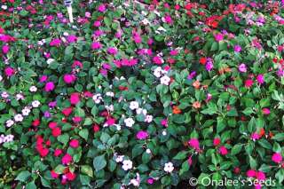 Busy Lizzy Impatiens (I. walleriana) Mixed Colors seeds  