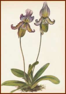 Jirina Kaplicka Paphiopedilum Fairieanum Orchid Art Pt  