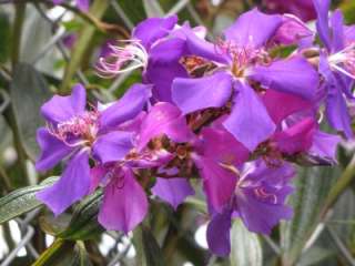 Tibouchina granulosa Purple Glory Tree Plant  