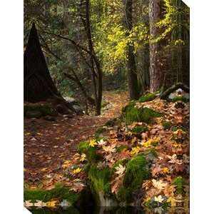   Of The Wind OU 73338 Into The Woods All Weather Outdoor Canvas Art