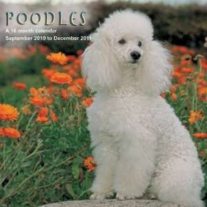 2011 Dog Calendars Poodles   16 Month   30x30cm