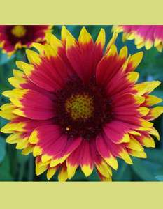   DAZZLER~Perennial Blanket Flower All Summer Bloom~25 seeds+ Fresh