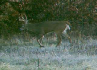   Land   Springs   Gun Deer Hunting   New Barn / Cabin/OBO  