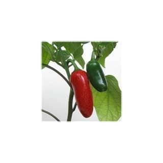  Mild Jalapeno Pepper   25 Seeds/Seed Patio, Lawn & Garden