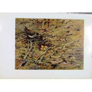  Common Sandpiper Fine Art Colored Old Print C1957 Bird 