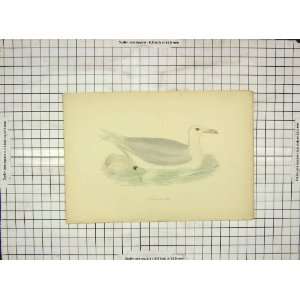    1903 Hand Coloured Print Birds Glaucous Gull