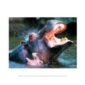  Hippos Showering 10.00 x 8.00 Poster Print
