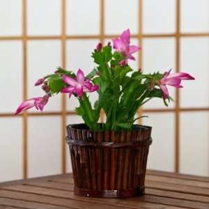  Christmas Cactus in Bamboo Basket  Beautiful Blooming Live Plant 