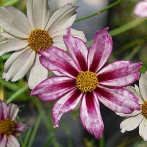  Coreopsis Comic Evolution Patio, Lawn & Garden