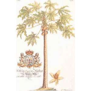 Papaya Tree   Poster by Georg Dionysius Ehret (13x19.75)  