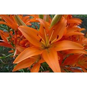  Orange Lilly 13x19 In. Print 