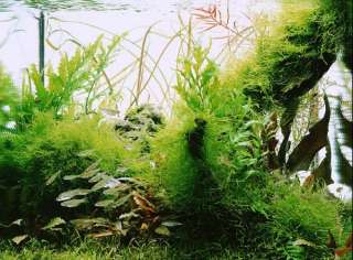 Java Moss x2   Live aquarium plant fish tank fren nana  