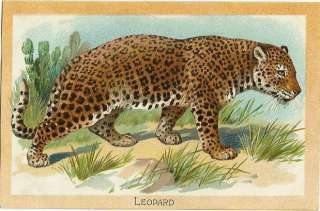 Vintage Tuck Postcard, Leopard natural history print  