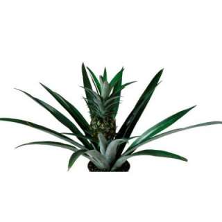 Delray Plants Co 6 In. Pineapple 6PINEAPPLE  