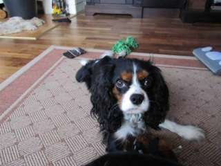 Cavalier King Charles Spaniel Deckrüde in Brandenburg   Oranienburg 