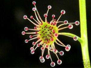 Schönste Blume der Welt Sternsonnentau fängt Mücken  