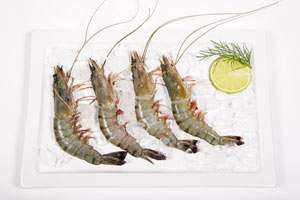 sortiment fischfilets garnelen shrimps gambas muscheln hummer 