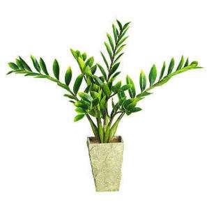 Tropical Silk Zamioculcas Eternity N.Natural Plant   